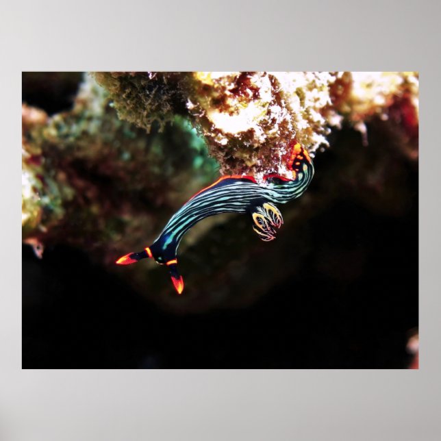 Upside Down Nudi Poster (Vorne)
