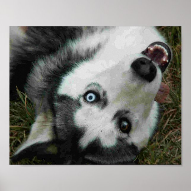 UpsideDown Husky Poster (Vorne)