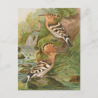 Upupa epops von Johann Friedrich Naumann Postkarte