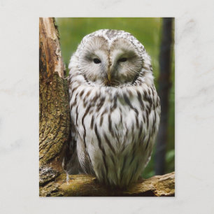 Ural Owl auf einer Extremität Postkarte