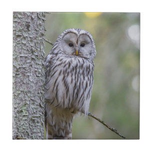 Ural Owl Fliese