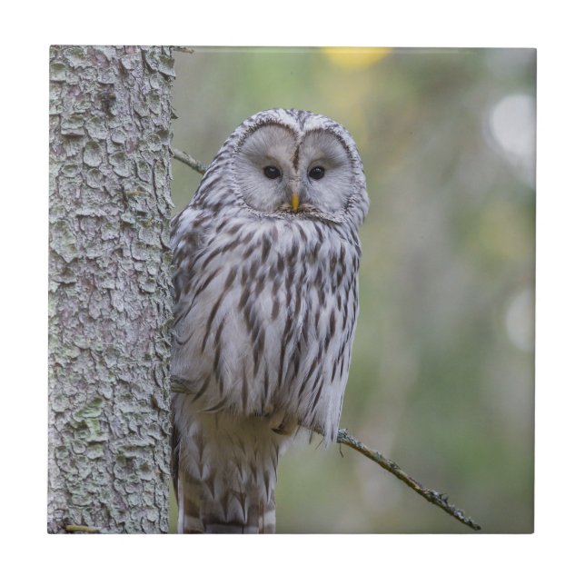 Ural Owl Fliese (Vorderseite)