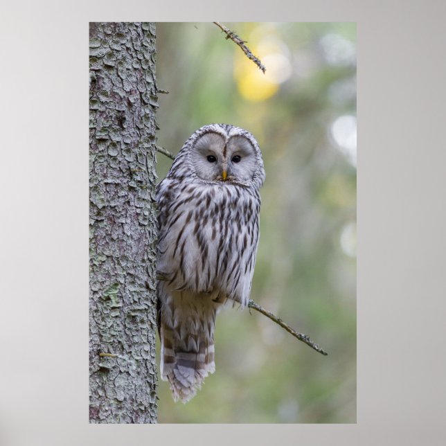Ural Owl Poster (Vorne)