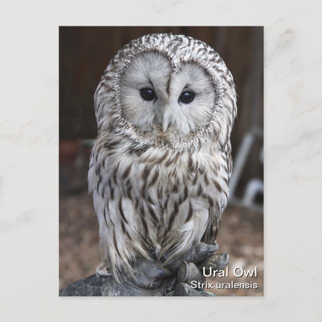 Ural Owl Postkarte (Vorderseite)