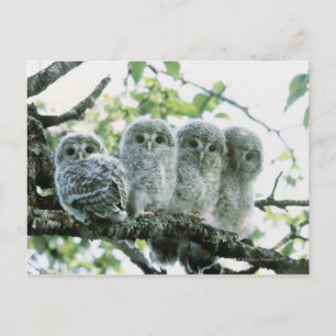 Uralhütten. Ikeda-machi, Hokkaido, Japan Postkarte