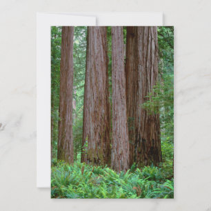 Uralte Redwoods ragen empor Dankeskarte