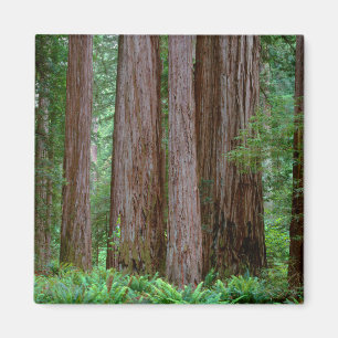 Uralte Redwoods ragen empor Magnet