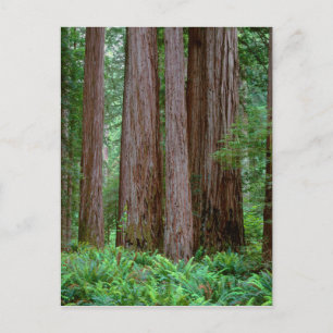 Uralte Redwoods ragen empor Postkarte