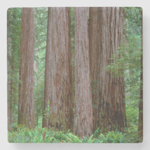 Uralte Redwoods ragen empor Steinuntersetzer