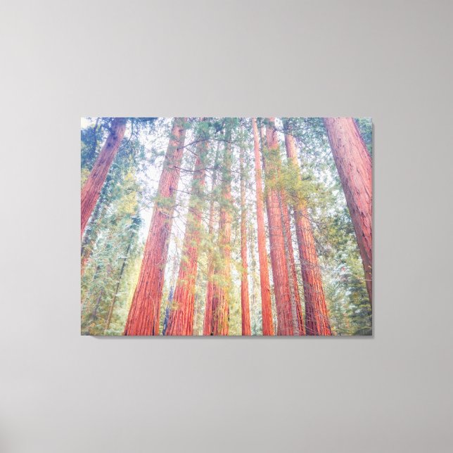 Uralte Sequoien  Leinwanddruck (Vorderseite)