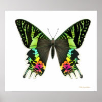 Urania Sunset Moth Poster