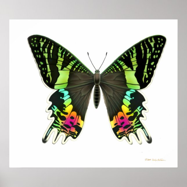Urania Sunset Moth Poster (Vorne)