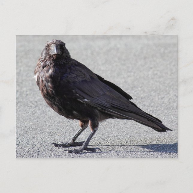 Urban Crow Postcard Postkarte (Vorderseite)
