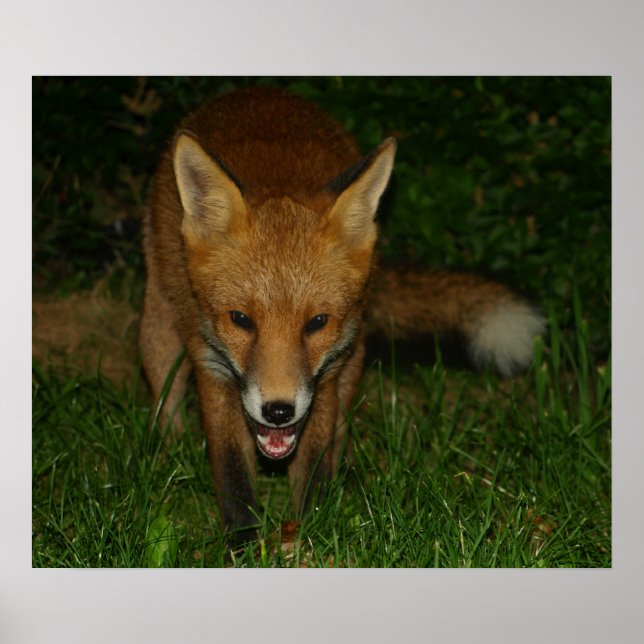 Urban Fox Poster (Vorne)