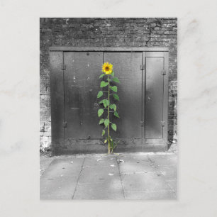Urban Sunflower Postkarte