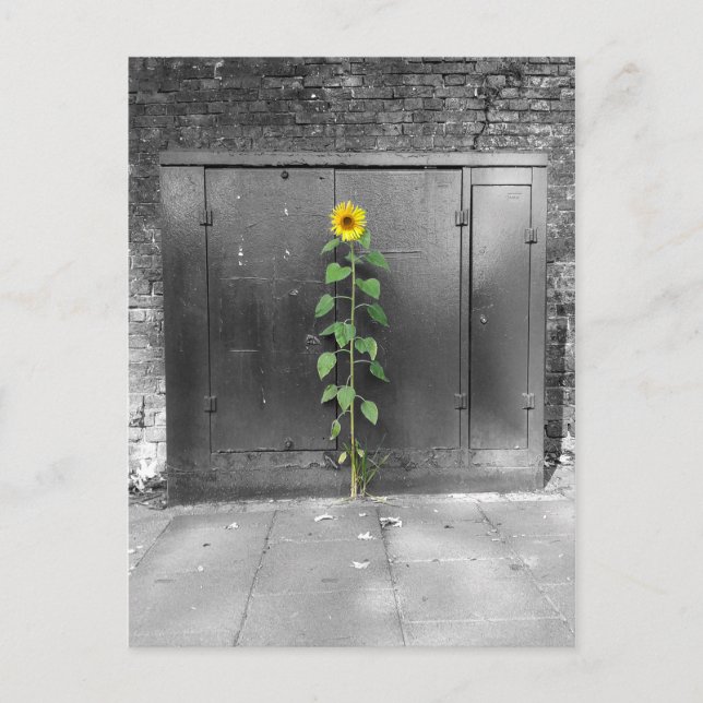 Urban Sunflower Postkarte (Vorderseite)