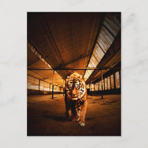 Urban Tiger Postkarte