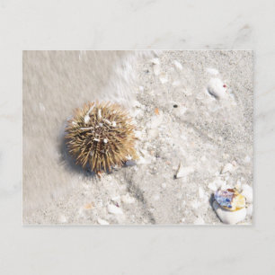 Urchin im Meer Postkarte