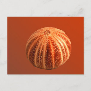 Urchin Postkarte