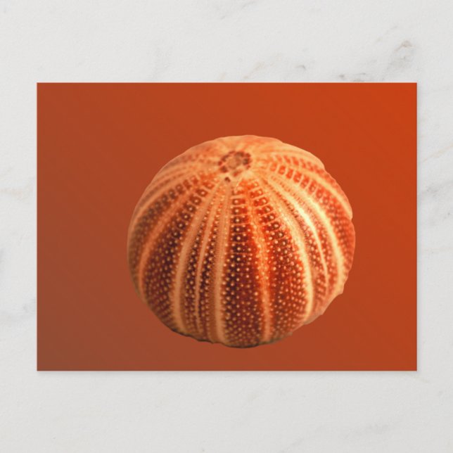 Urchin Postkarte (Vorderseite)