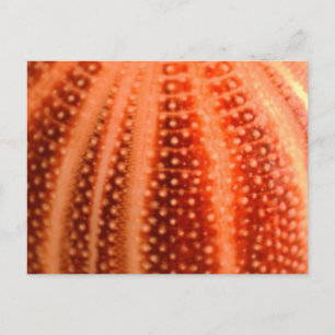 Urchin Postkarte