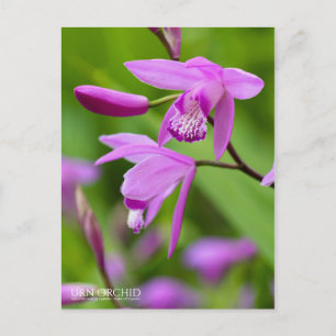 Urn Orchid [Postkarte] Postkarte