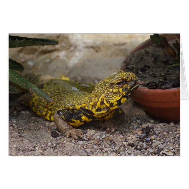 Uromastyx geyri (Vorderseite (Horizontal))