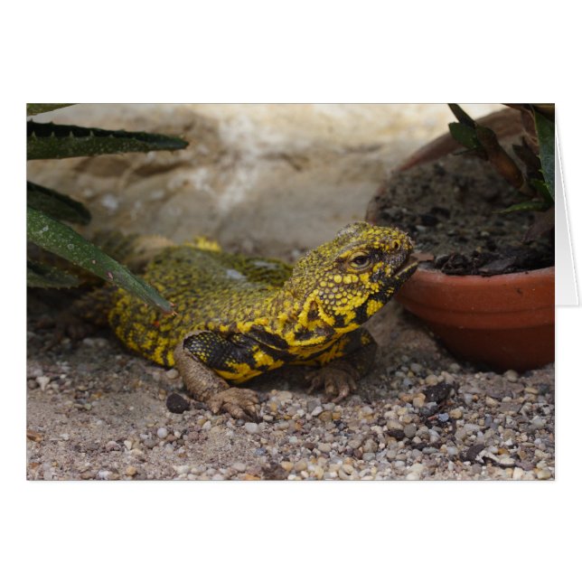 Uromastyx geyri (Vorderseite (Horizontal))
