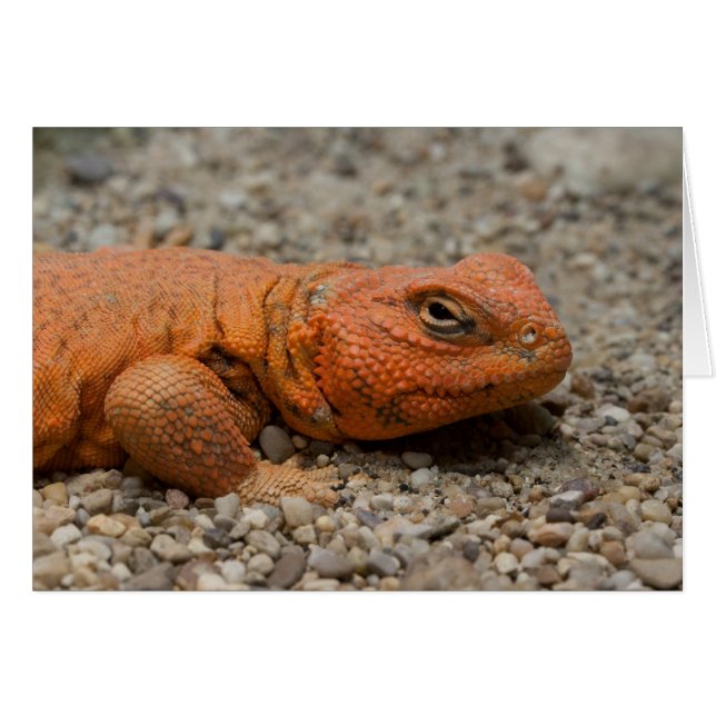 Uromastyx geyri (Vorderseite (Horizontal))