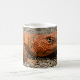 Uromastyx geyri kaffeetasse