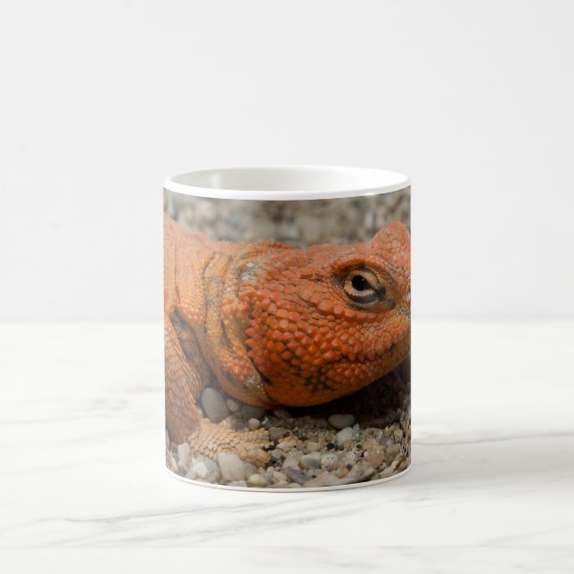 Uromastyx geyri kaffeetasse (Mittel)