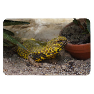 Uromastyx geyri magnet