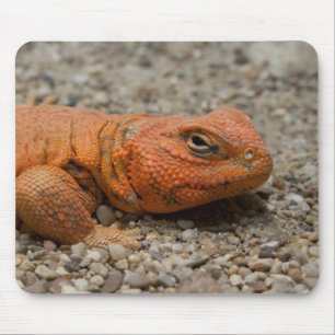 Uromastyx geyri mousepad