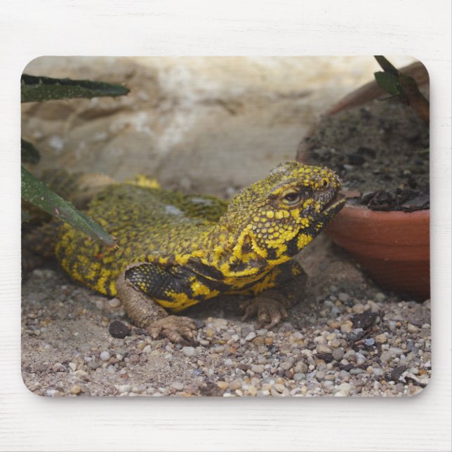 Uromastyx geyri mousepad (Vorne)
