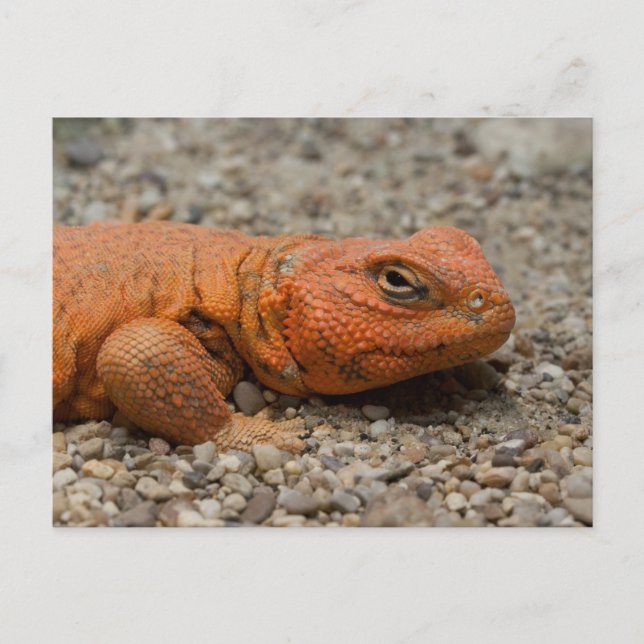 Uromastyx geyri postkarte (Vorderseite)