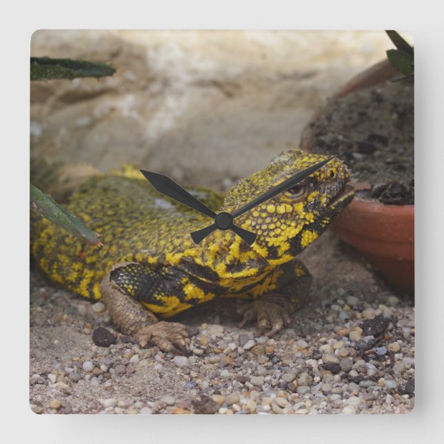 Uromastyx geyri quadratische wanduhr (Vorderseite)