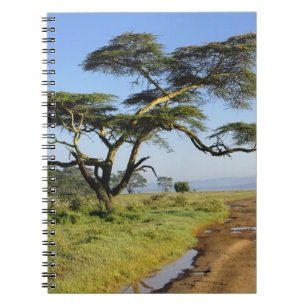 Ursprüngliche Schmutzstraße und Akazienbaum, Nakur Notizblock