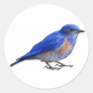 Ursprüngliche Skizze eines blauen Vogels (Drossel Runder Aufkleber
