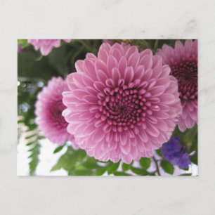 Ursprüngliches Makro-Blumenfoto einer rosa Chrysan Postkarte