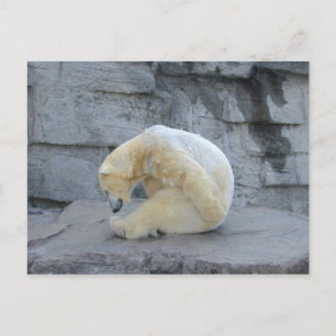 Ursus maritimus postkarte