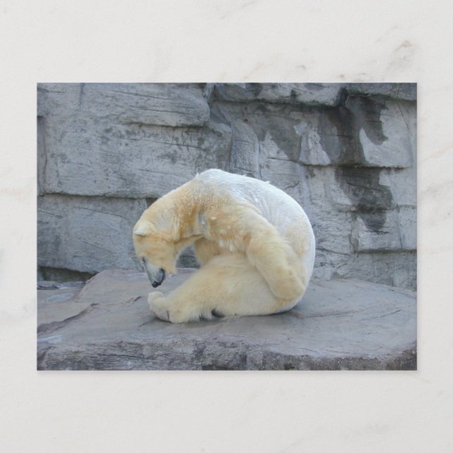 Ursus maritimus postkarte (Vorderseite)