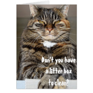 Urteilende Katze Wütend Sauber Katzenklo Lustig Hu