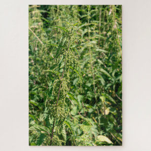Urtica dioica, puzzle