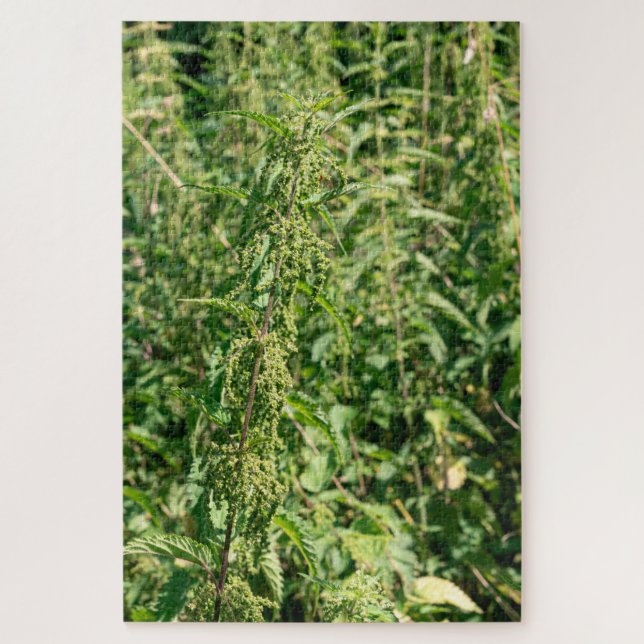 Urtica dioica,  puzzle (Vertikal)