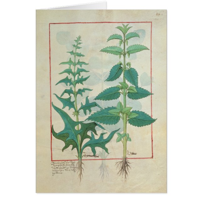 Urticaceae (Vorne)