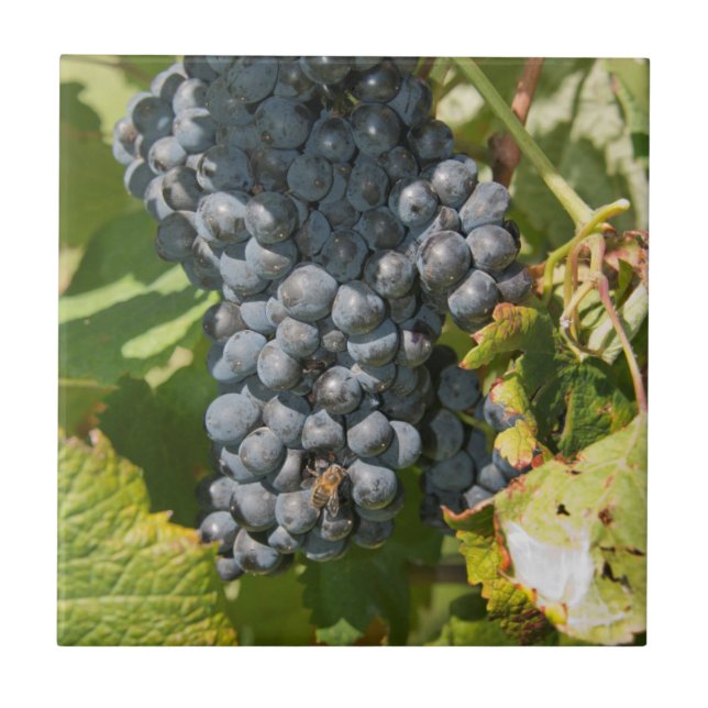 Uruguay, Montevideo, Colon Area. Bodegas Fliese (Vorderseite)