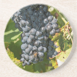 Uruguay, Montevideo, Colon Area. Bodegas Getränkeuntersetzer