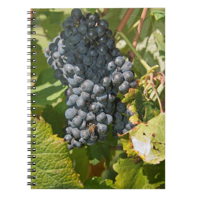 Uruguay, Montevideo, Colon Area. Bodegas Notizblock (Vorderseite)