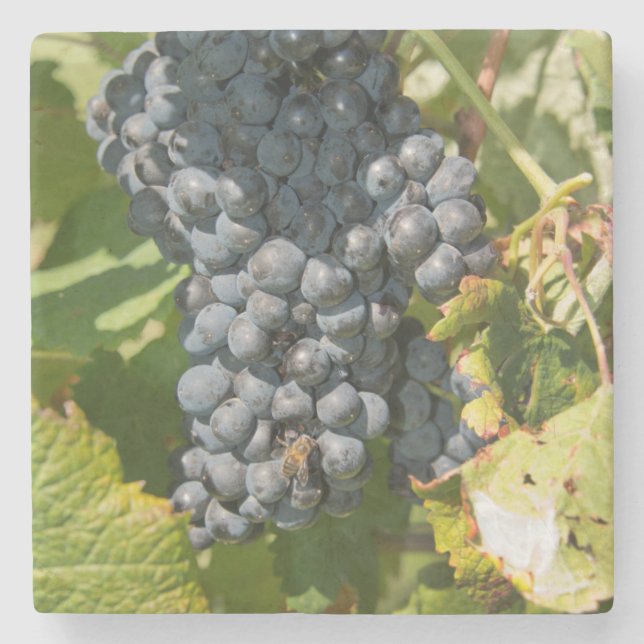 Uruguay, Montevideo, Colon Area. Bodegas Steinuntersetzer (Vorderseite)