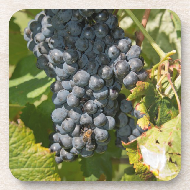 Uruguay, Montevideo, Colon Area. Bodegas Untersetzer (Vorderseite)